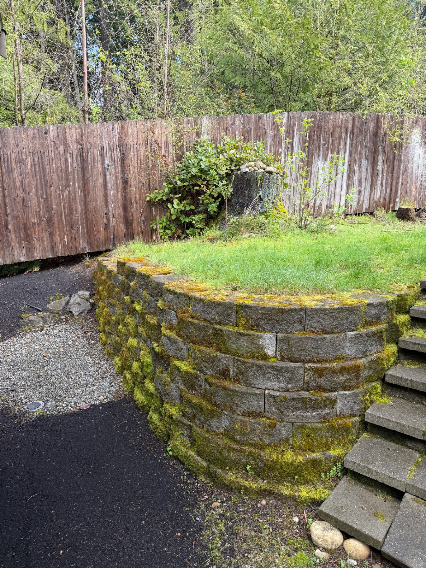 Moss-covered retaining wall before pressure washing